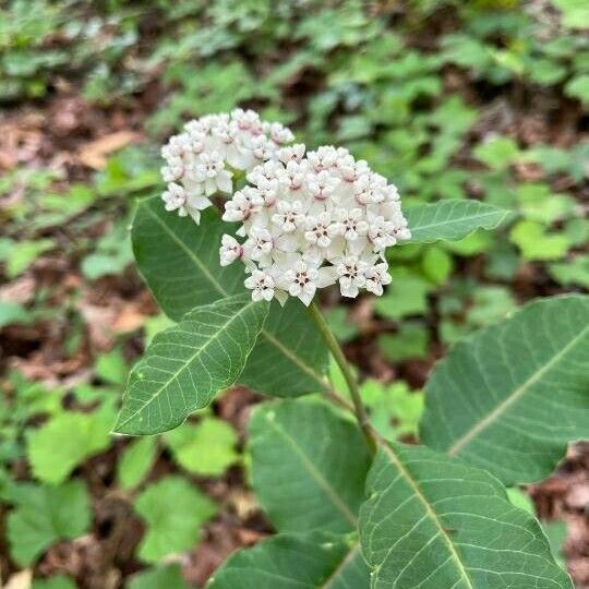 Asclepias variegata Цвят