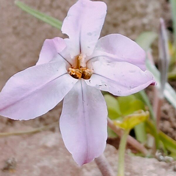 Ornithogalum baeticum Flower