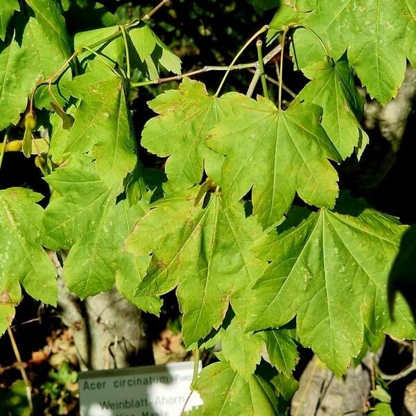 Acer circinatum Leaf