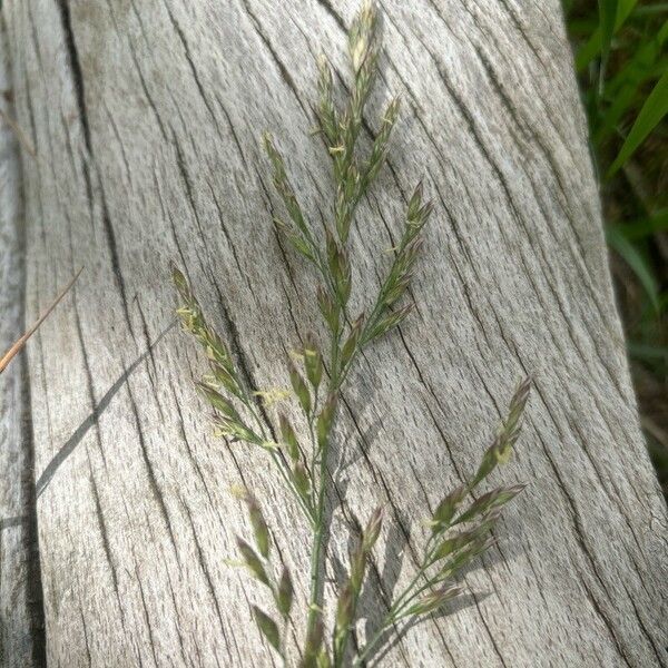 Poa pratensis Цветок