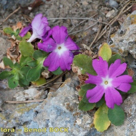 Primula allionii Συνήθη χαρακτηριστικά