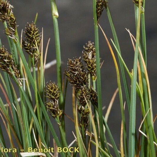 Carex lachenalii Fruct