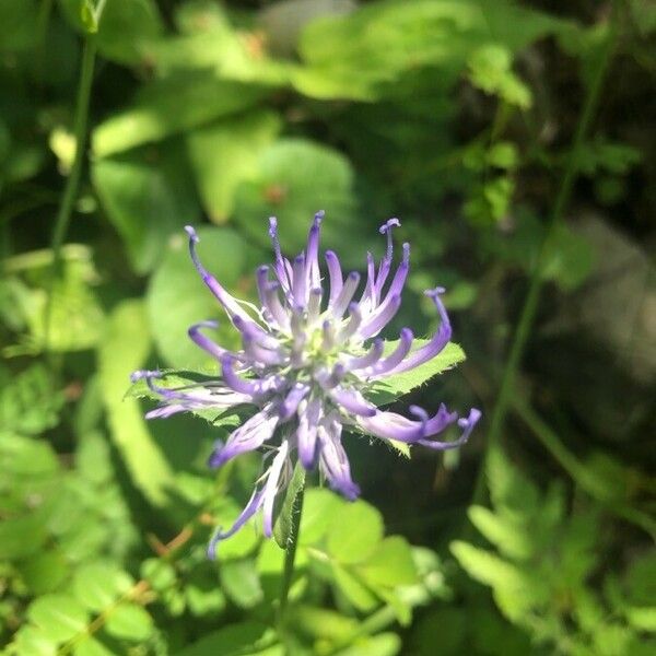 Phyteuma scheuchzeri Flower