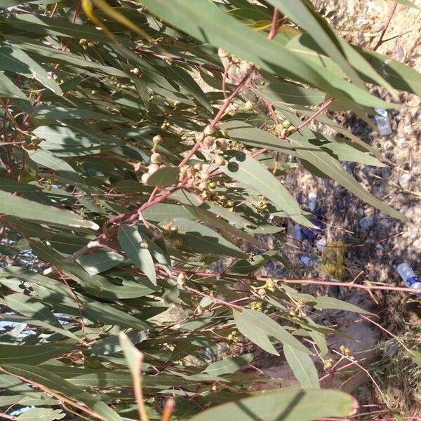 Eucalyptus camaldulensis Hedelmä