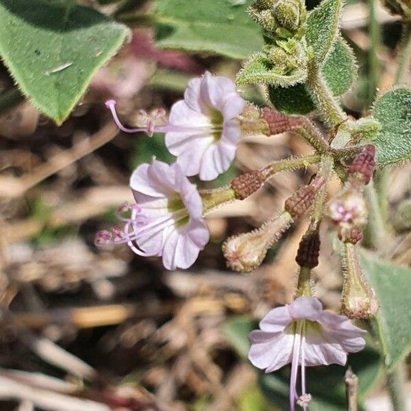 Commicarpus helenae Blomma