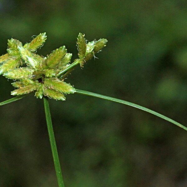 Cyperus flavescens 花