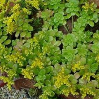 Sedum kimnachii Habitus