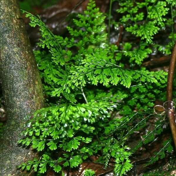 Asplenium exiguum Habit