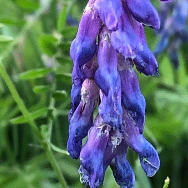 Vicia cracca Flors