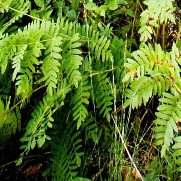 Osmunda regalis Blad