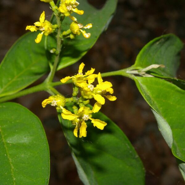 Bunchosia nitida Flower