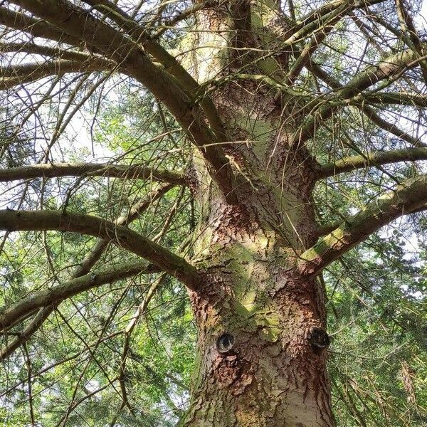 Abies concolor عادت