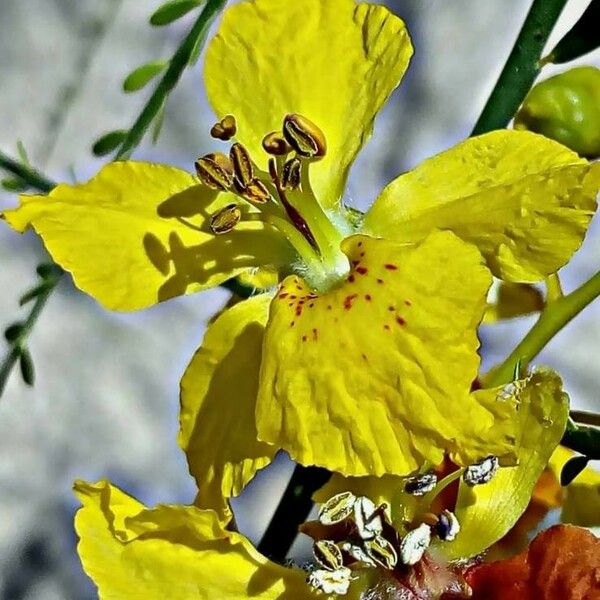 Parkinsonia aculeata Fleur