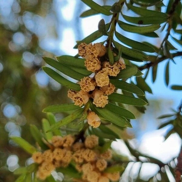 Taxus brevifolia 花