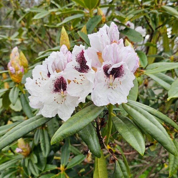 Rhododendron praevernum Kvet