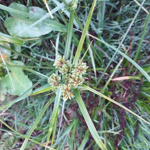 Cyperus eragrostis Flower