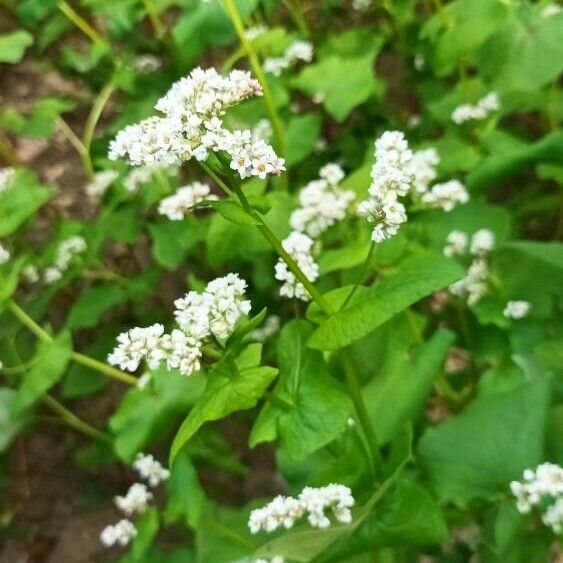 Fagopyrum esculentum Blüte