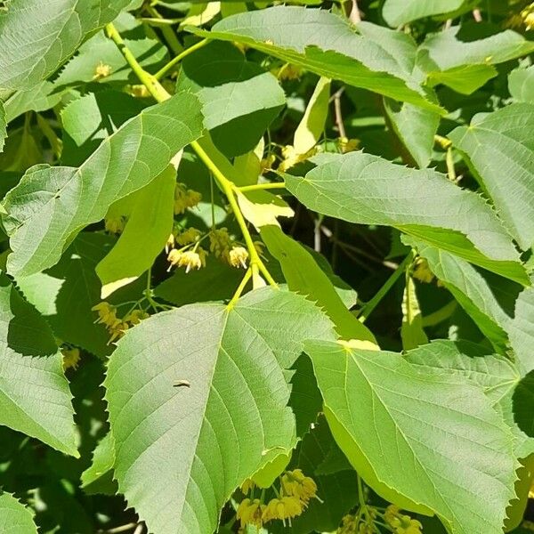 Tilia americana Folha