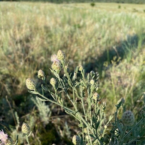 Centaurea stoebe Õis