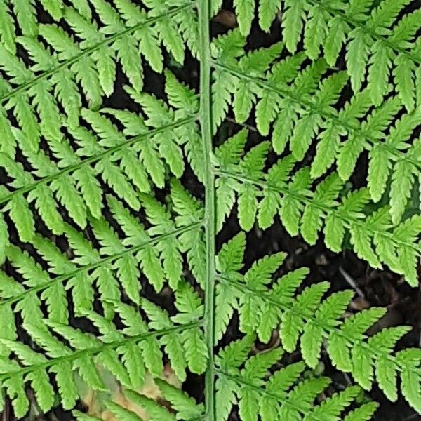 Athyrium filix-femina Deilen