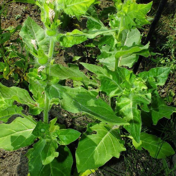 Hyoscyamus niger Leaf