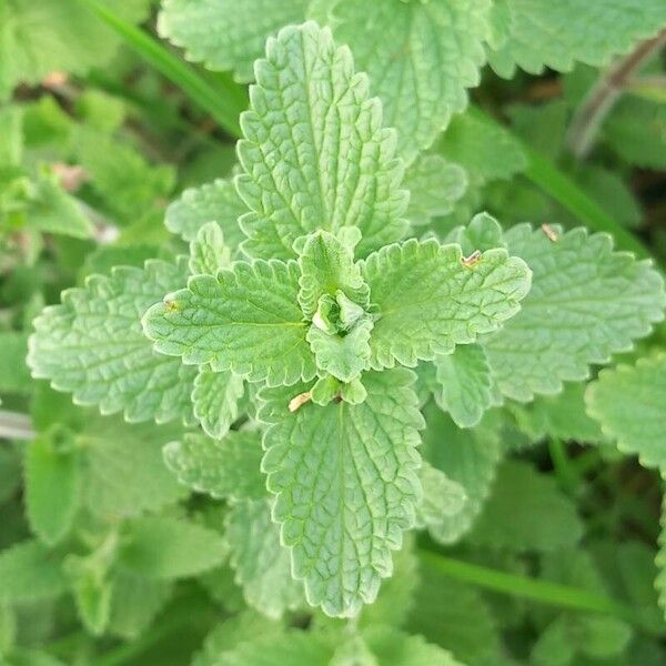 Nepeta cataria 叶