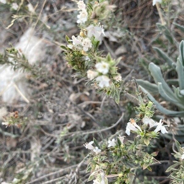 Satureja cuneifolia Цвят