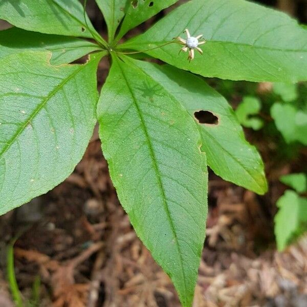 Lysimachia borealis List