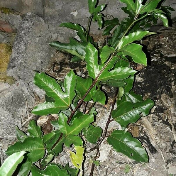 Passiflora edulis Blad