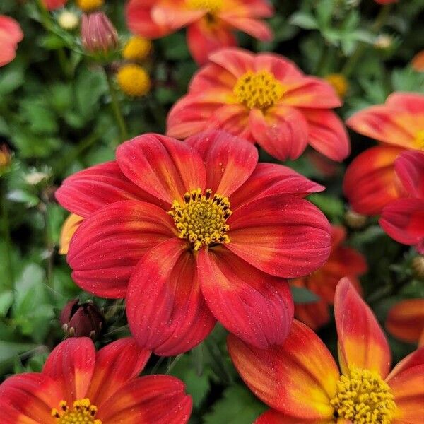 Bidens triplinervia Flower