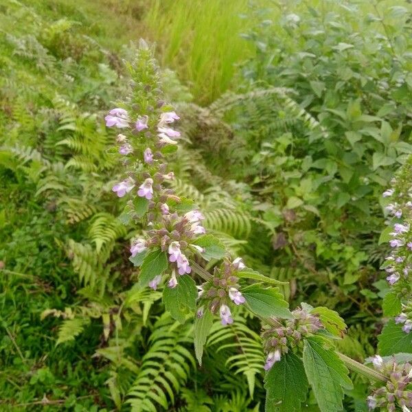 Anisomeles indica Blomst