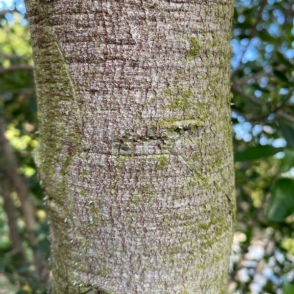 Acacia saligna Écorce