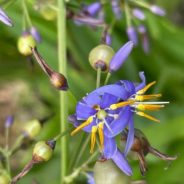 Dianella caerulea Flower