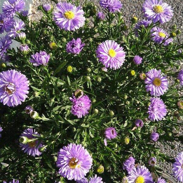 Symphyotrichum dumosum Flower