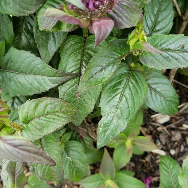 Monarda fistulosa Yaprak