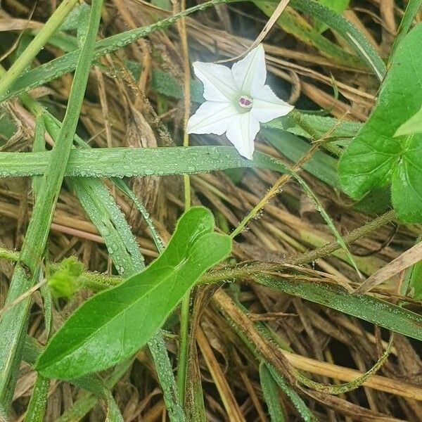 Convolvulus sagittatus Kwiat