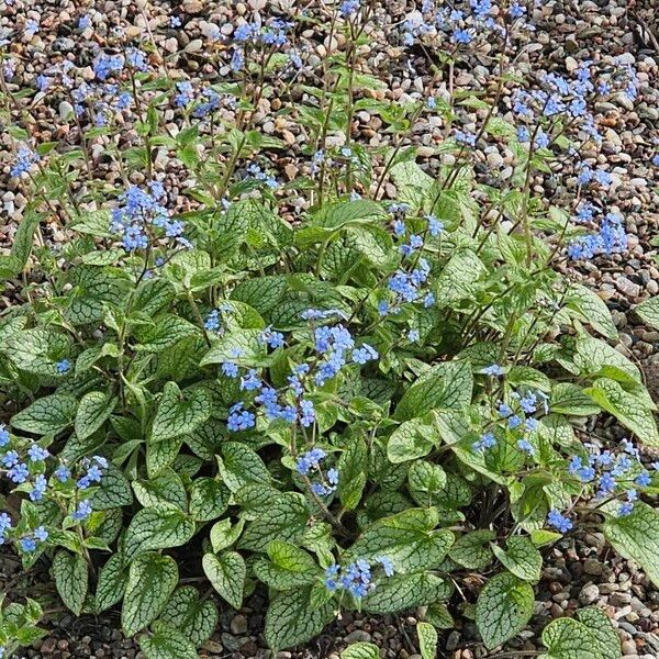 Brunnera macrophylla Flower