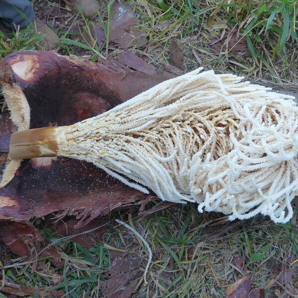 Attalea maripa Flors