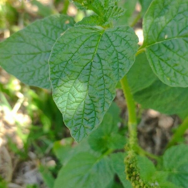 Heliotropium indicum Fuelha