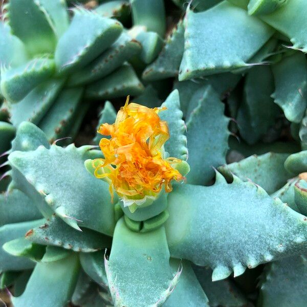 Faucaria tigrina Habitus