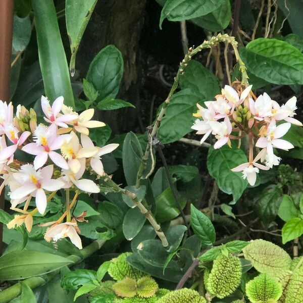 Epidendrum spp. 花