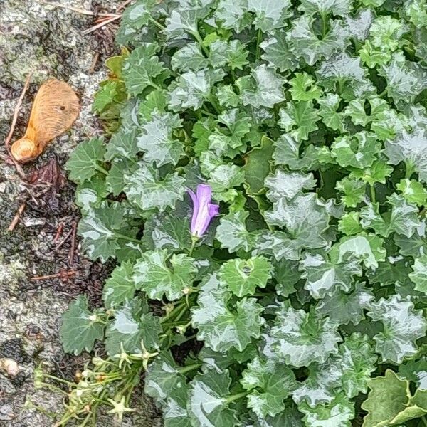 Campanula portenschlagiana Fuelha