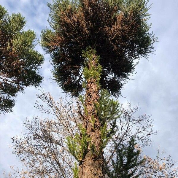 Araucaria angustifolia Coajă