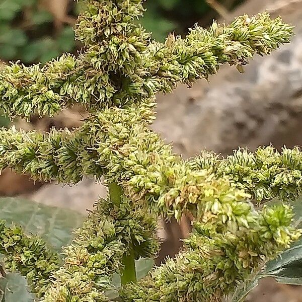 Amaranthus viridis Flower