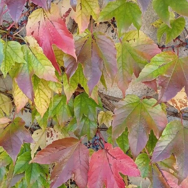 Parthenocissus tricuspidata Habitus