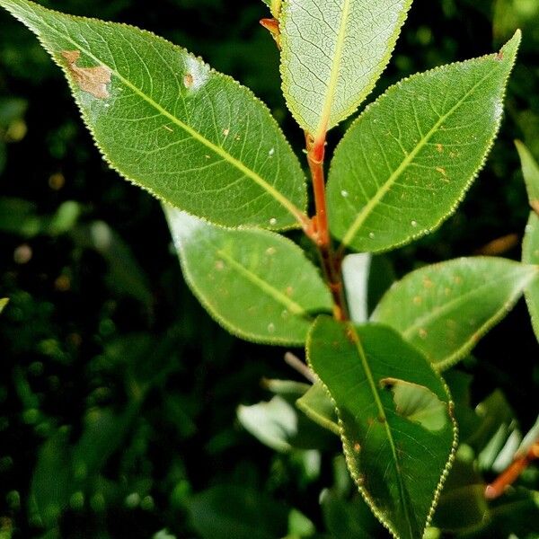 Salix pentandra Φύλλο