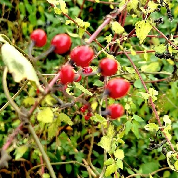 Solanum dulcamara Фрукт