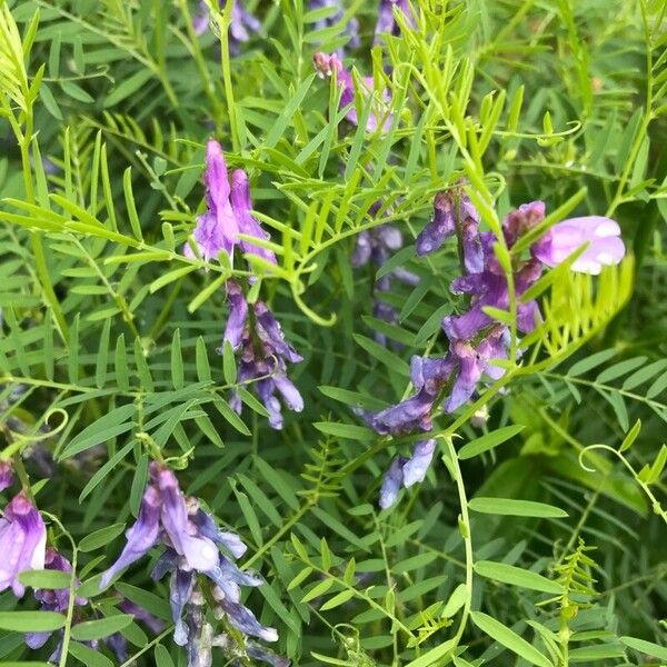 Vicia tenuifolia Kukka