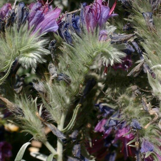 Echium albicans Otro