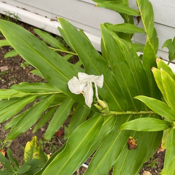 Hedychium coronarium Flor